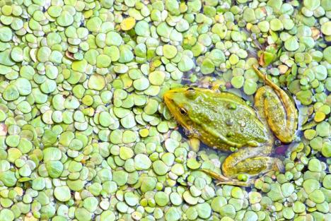 © Jogchum Vrielink Een kikker in een van de vijvers van Abdij van Park.