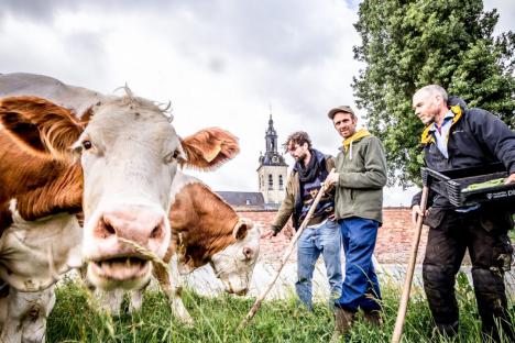 © Patrick De Ceuster De boeren bij de koeien.