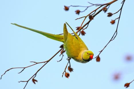 © Jogchum Vrielink Een halsbandparkiet in Abdij van Park