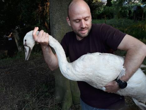 © Vogelbescherming Vlaanderen Vrijwilliger Linus houdt de zwaan in bedwang.
