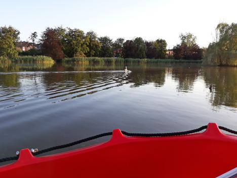 © Vogelbescherming Vlaanderen Met een bootje gingen de vrijwilligers de zwaan achterna op de vijver.