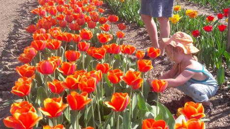 © 't Plukgeluk In april kan je tulpen plukken op het bloemenveld.