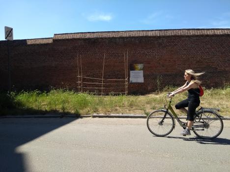 © Pieter Rombouts Een fietsster passeert aan de zonnebloemenwedstrijd.