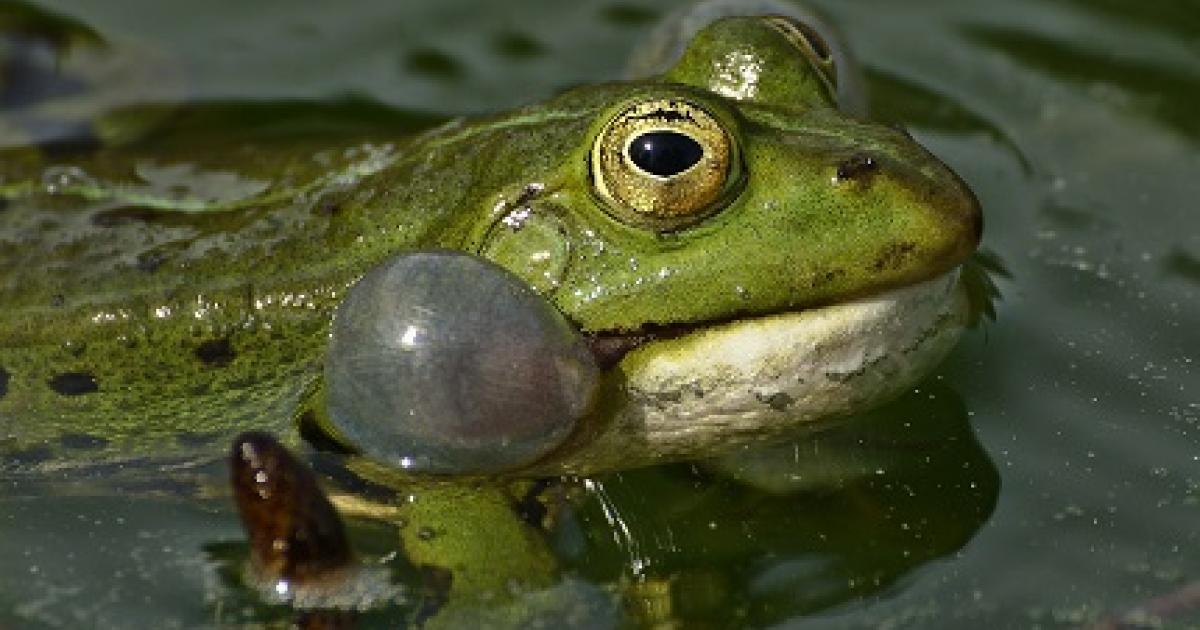 Kwakende Kikkers In Vijvers Abdij Van Park Visit Leuven